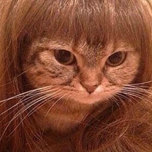 Meet your Posher, Chastib